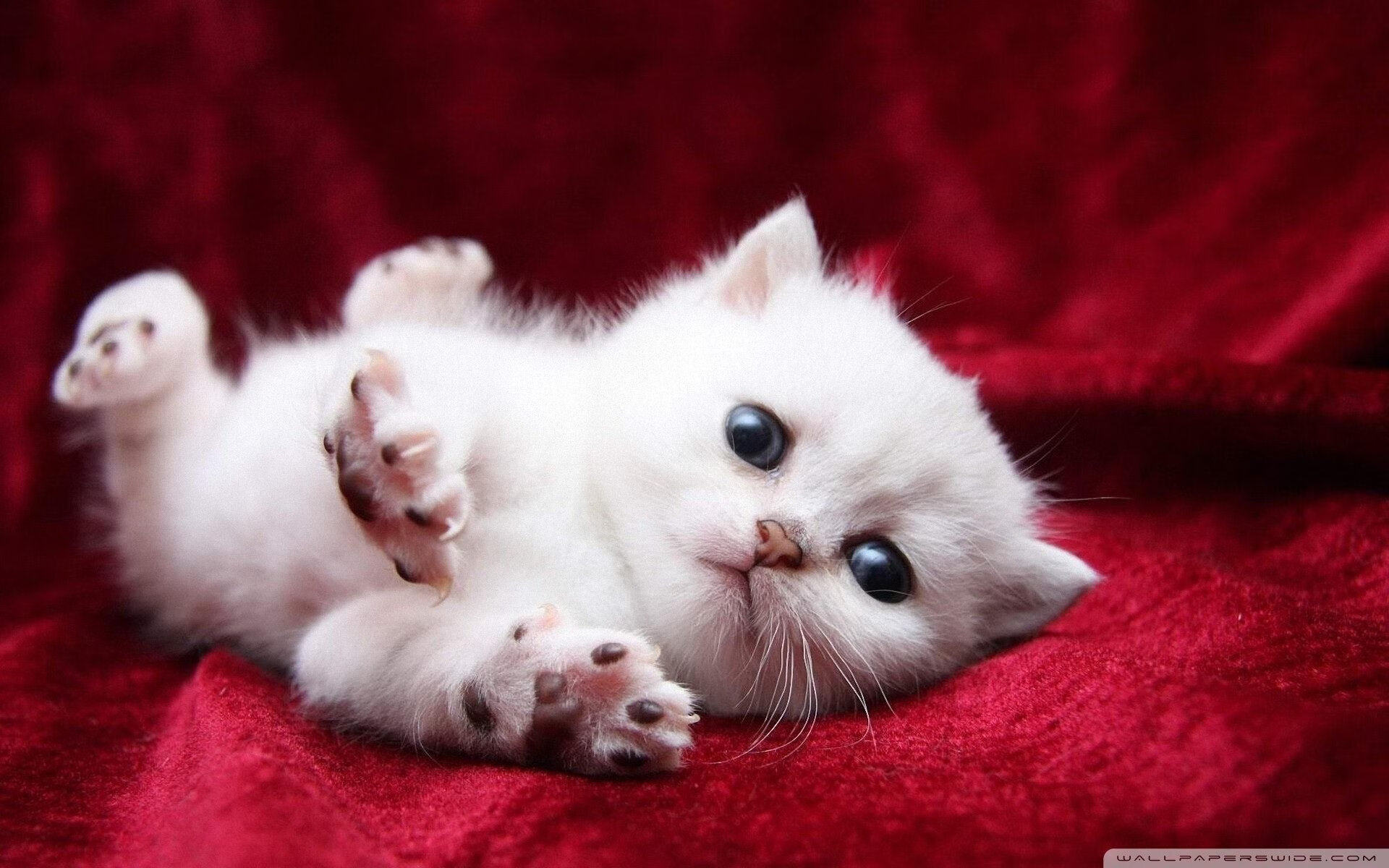 乐鱼官方登录入口-德甲决战变局：关键时刻的战略调整，德甲揭幕战历史战绩