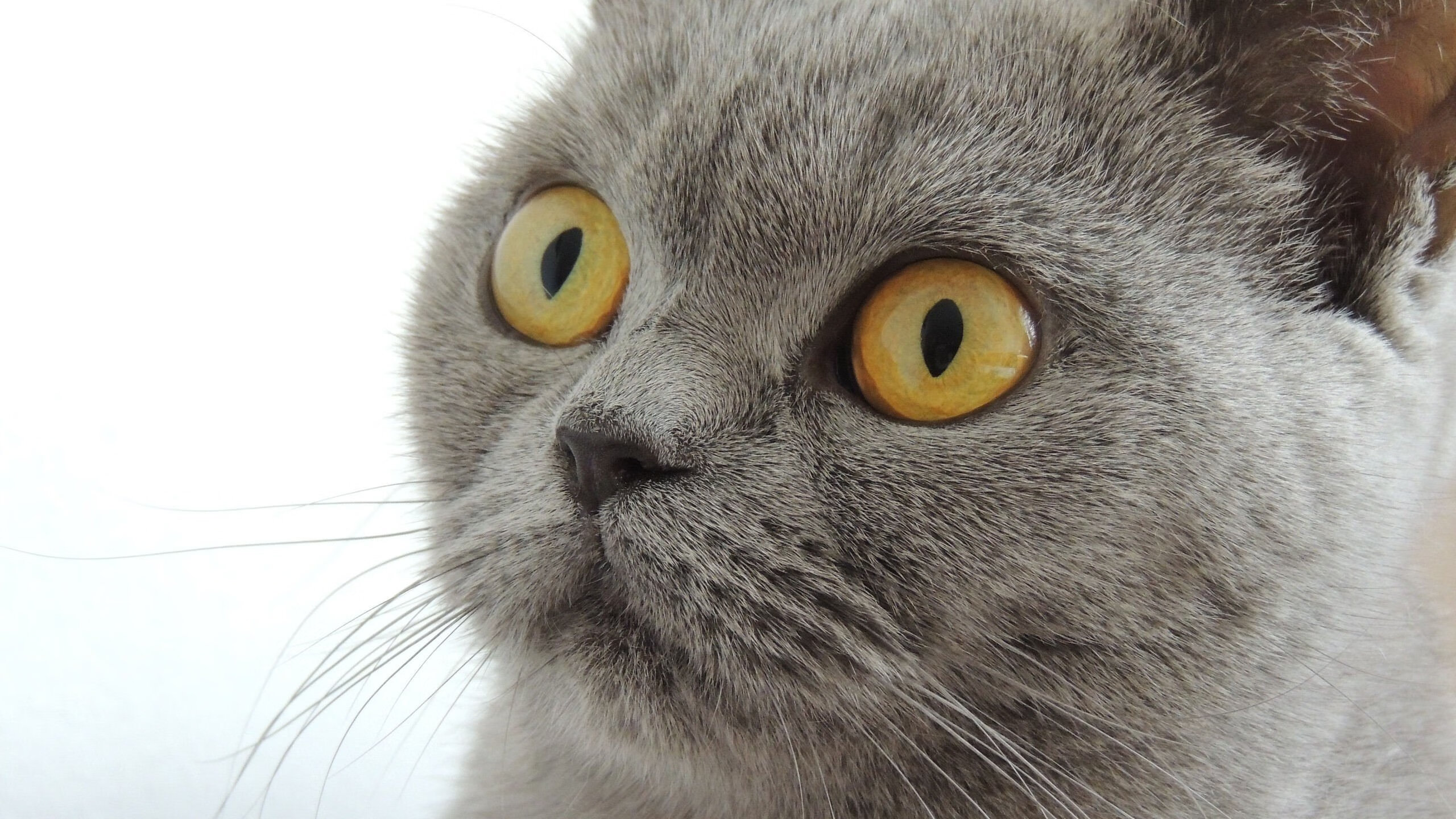 乐鱼体育登录-拉脱维亚女篮在欧洲锦标赛中逐步走向巅峰，期待佳绩，拉脱维亚篮球水平怎么样