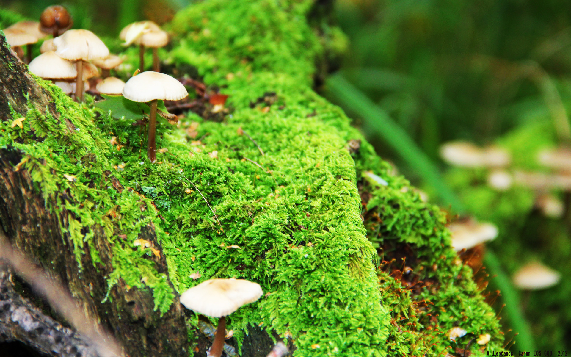 法甲天王对决:瓜迪奥拉式战术的完美展现,瓜迪奥拉决赛变阵