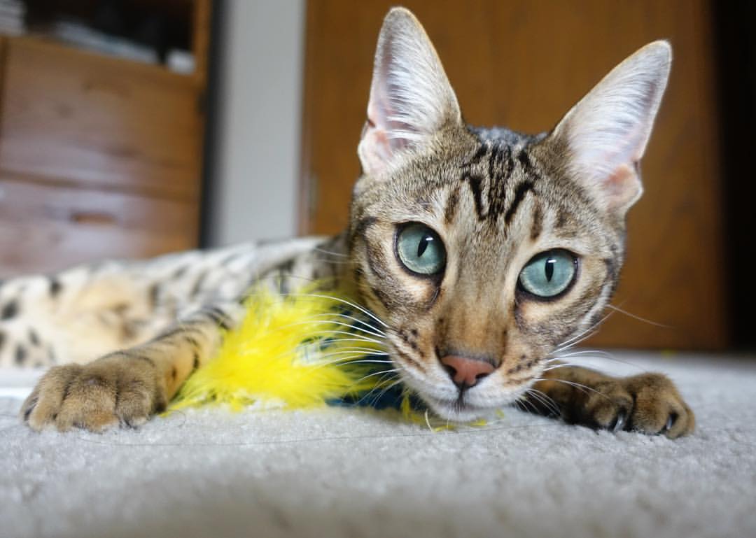 澳大利亚男子橄榄球队回归巅峰之路引发热议,澳大利亚橄榄球比分