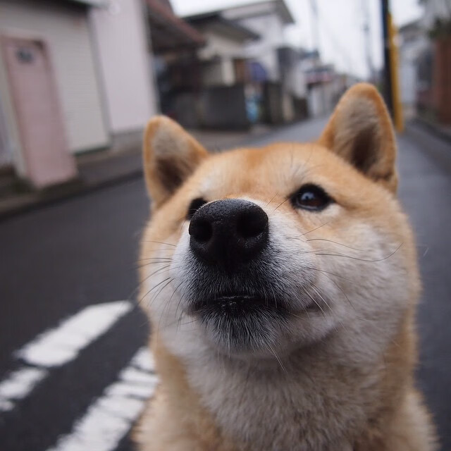 美国队稳定发挥赢得观众热烈掌声,美国队稳定发挥赢得观众热烈掌声的原因